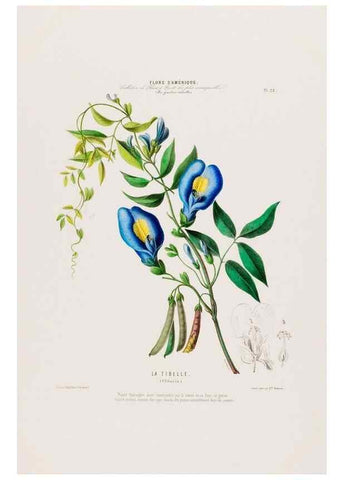 Reproducción/Reproduction 33854893574: Flore d'Amérique,. Paris,Gihaut[1843-1846]