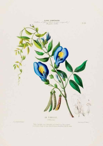 Reproducción/Reproduction 33854893574: Flore d'Amérique,. Paris,Gihaut[1843-1846]