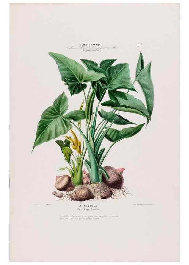 Reproducción/Reproduction 33854899874: Flore d'Amérique,. Paris,Gihaut[1843-1846]