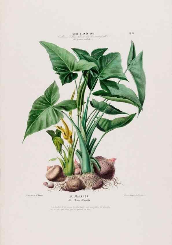 Reproducción/Reproduction 33854899874: Flore d'Amérique,. Paris,Gihaut[1843-1846]
