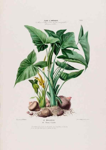 Reproducción/Reproduction 33854899874: Flore d'Amérique,. Paris,Gihaut[1843-1846]