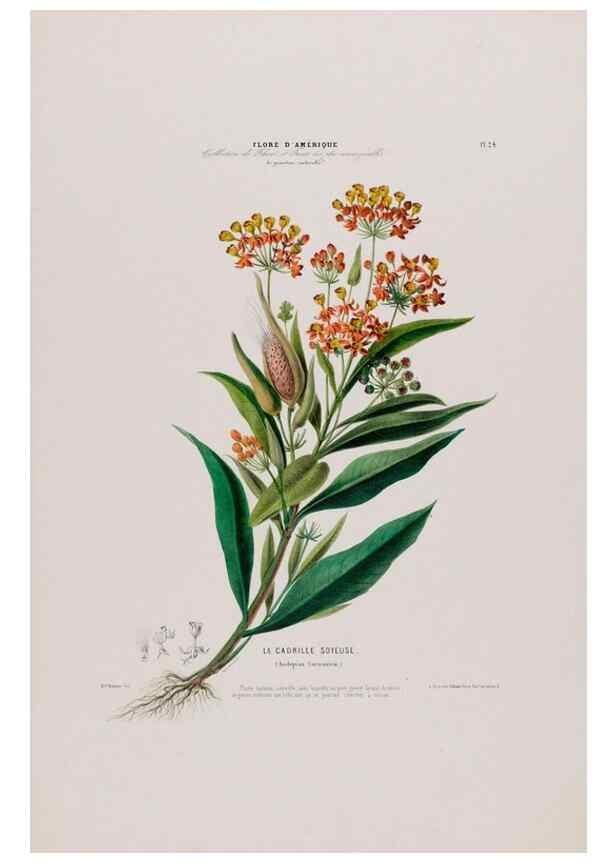 Reproducción/Reproduction 34656870826: Flore d'Amérique,. Paris,Gihaut[1843-1846]