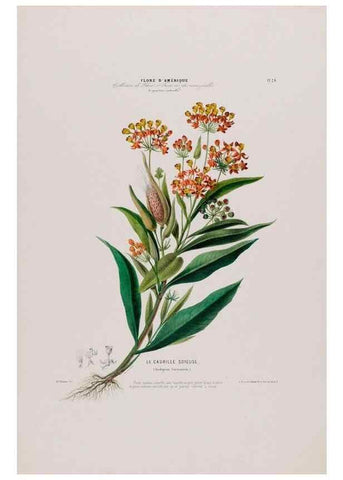 Reproducción/Reproduction 34656870826: Flore d'Amérique,. Paris,Gihaut[1843-1846]