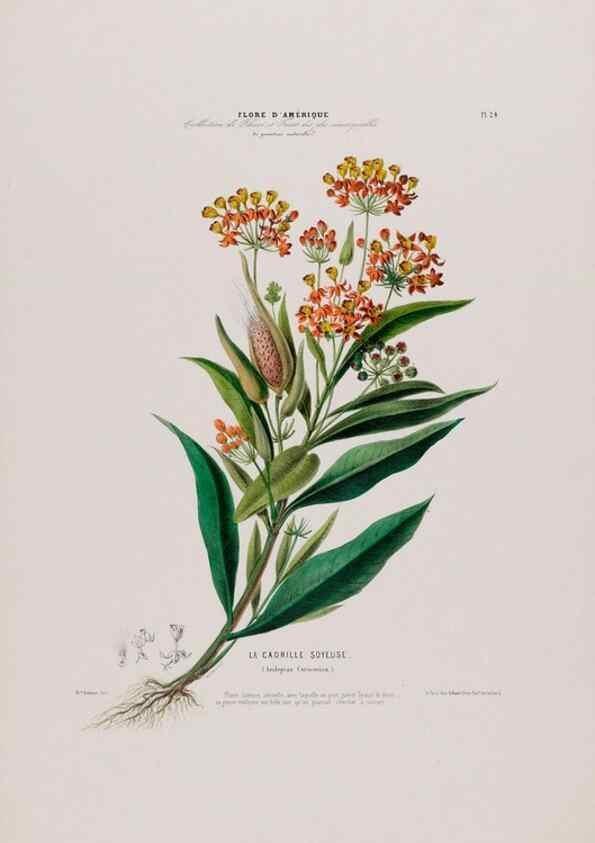 Reproducción/Reproduction 34656870826: Flore d'Amérique,. Paris,Gihaut[1843-1846]