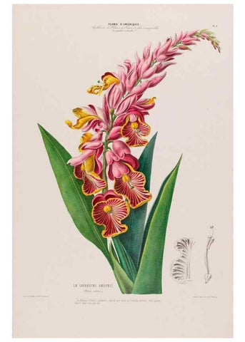 Reproducción/Reproduction 34535511212: Flore d'Amérique,. Paris,Gihaut[1843-1846]
