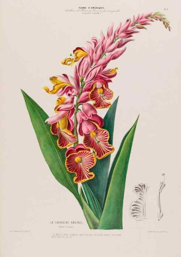 Reproducción/Reproduction 34535511212: Flore d'Amérique,. Paris,Gihaut[1843-1846]