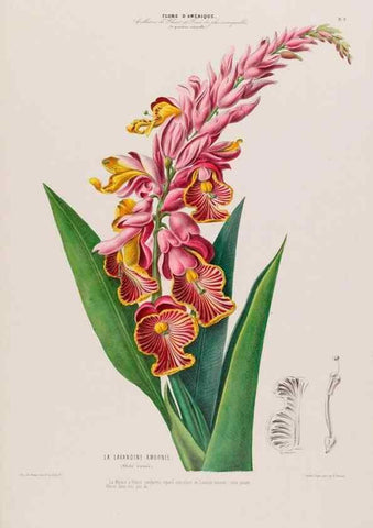 Reproducción/Reproduction 34535511212: Flore d'Amérique,. Paris,Gihaut[1843-1846]