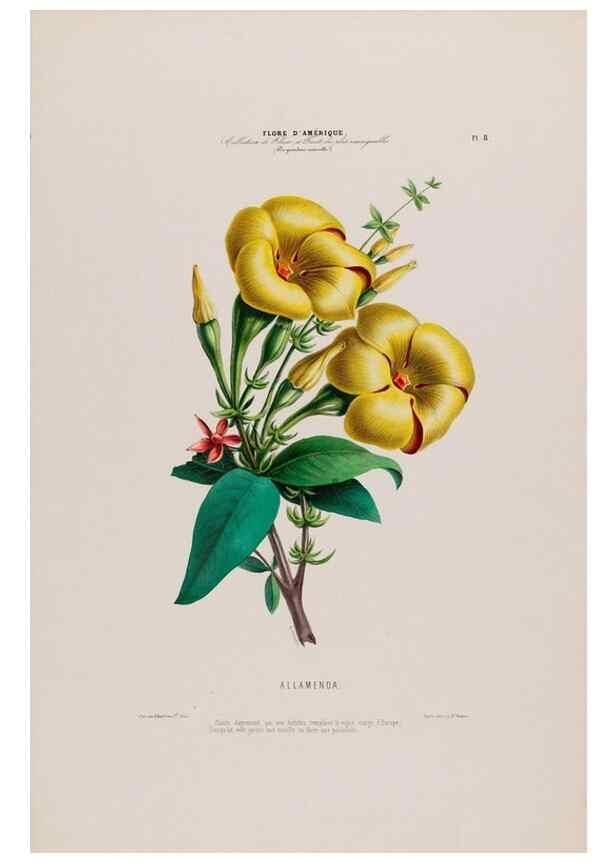Reproducción/Reproduction 34535504842: Flore d'Amérique,. Paris,Gihaut[1843-1846]