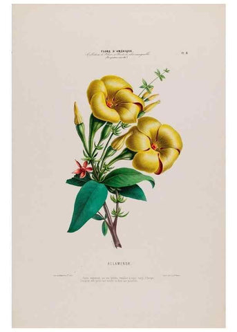Reproducción/Reproduction 34535504842: Flore d'Amérique,. Paris,Gihaut[1843-1846]