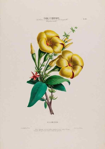 Reproducción/Reproduction 34535504842: Flore d'Amérique,. Paris,Gihaut[1843-1846]