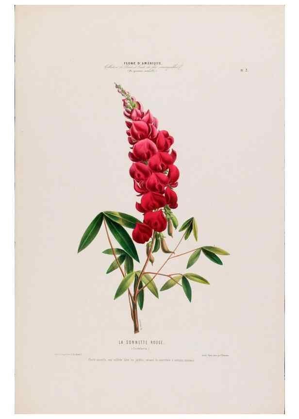 Reproducción/Reproduction 34566685201: Flore d'Amérique,. Paris,Gihaut[1843-1846]