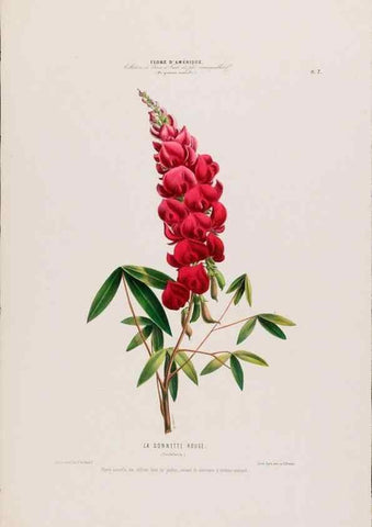 Reproducción/Reproduction 34566685201: Flore d'Amérique,. Paris,Gihaut[1843-1846]