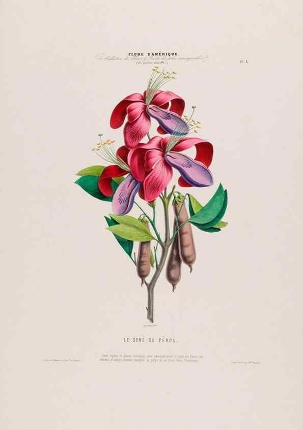 Reproducción/Reproduction 34535495702: Flore d'Amérique,. Paris,Gihaut[1843-1846]