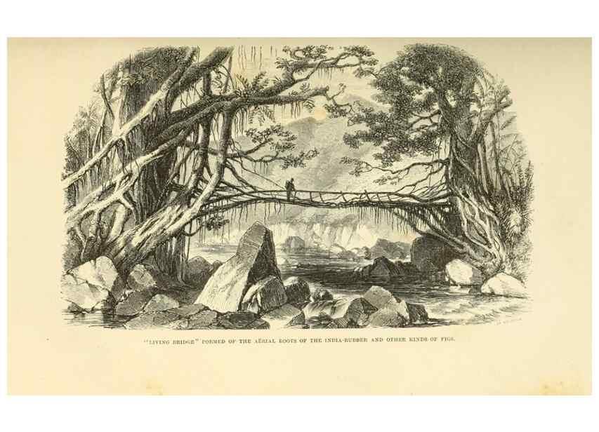 Reproducción/Reproduction 33071614871: Himalayan journals;. London,J. Murray,1854.