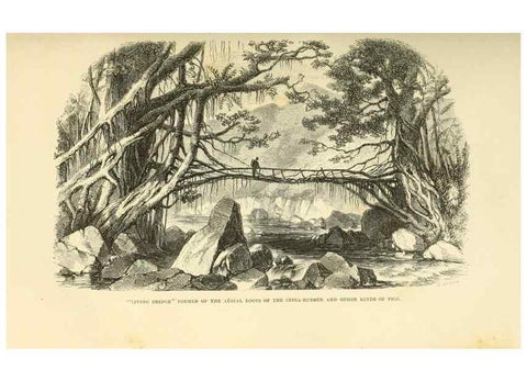 Reproducción/Reproduction 33071614871: Himalayan journals;. London,J. Murray,1854.