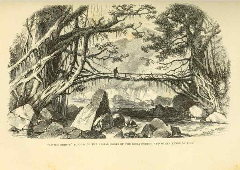 Reproducción/Reproduction 33071614871: Himalayan journals;. London,J. Murray,1854.