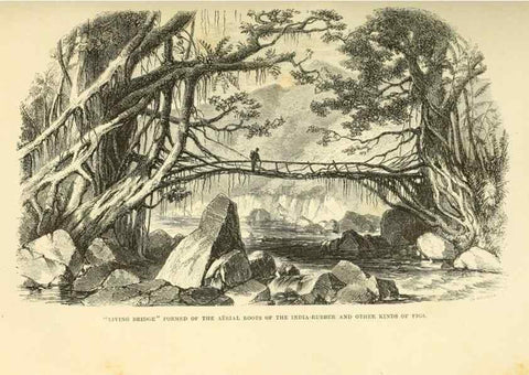 Reproducción/Reproduction 33071614871: Himalayan journals;. London,J. Murray,1854.
