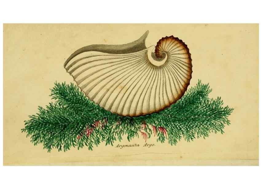 Reproducción/Reproduction 33570743565: Poems on conchology and botany :. Bristol :Simpkin & Marshall ... ;1831.