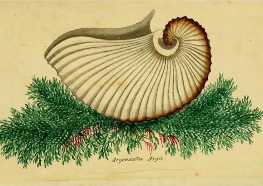Reproducción/Reproduction 33570743565: Poems on conchology and botany :. Bristol :Simpkin & Marshall ... ;1831.