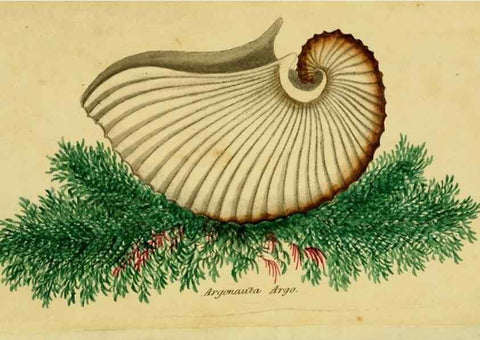 Reproducción/Reproduction 33570743565: Poems on conchology and botany :. Bristol :Simpkin & Marshall ... ;1831.
