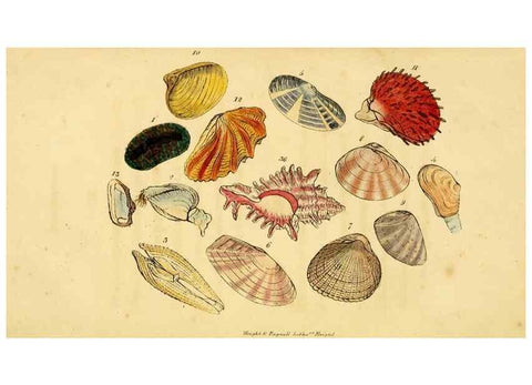 Reproducción/Reproduction 33570746755: Poems on conchology and botany :. Bristol :Simpkin & Marshall ... ;1831.