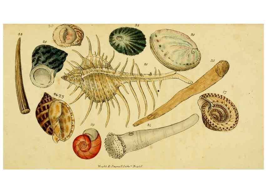 Reproducción/Reproduction 33441738211: Poems on conchology and botany :. Bristol :Simpkin & Marshall ... ;1831.