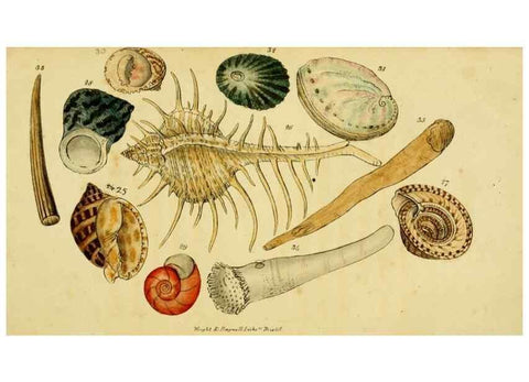 Reproducción/Reproduction 33441738211: Poems on conchology and botany :. Bristol :Simpkin & Marshall ... ;1831.