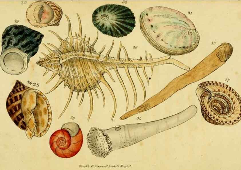 Reproducción/Reproduction 33441738211: Poems on conchology and botany :. Bristol :Simpkin & Marshall ... ;1831.