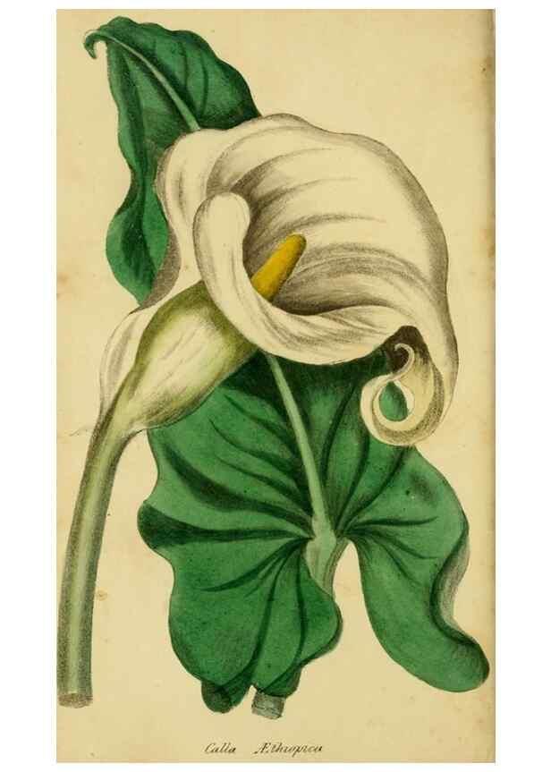 Reproducción/Reproduction 33441739411: Poems on conchology and botany :. Bristol :Simpkin & Marshall ... ;1831.