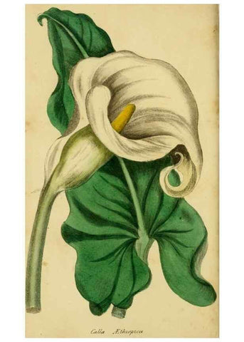 Reproducción/Reproduction 33441739411: Poems on conchology and botany :. Bristol :Simpkin & Marshall ... ;1831.