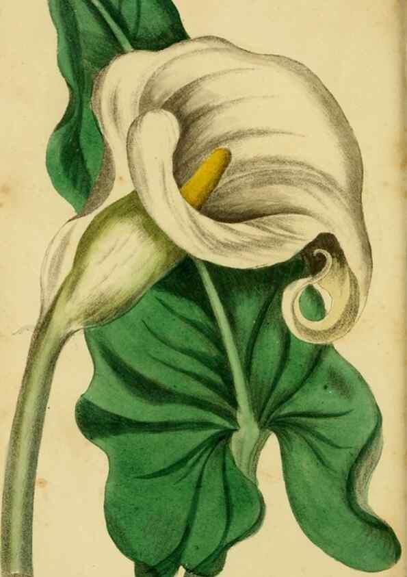 Reproducción/Reproduction 33441739411: Poems on conchology and botany :. Bristol :Simpkin & Marshall ... ;1831.