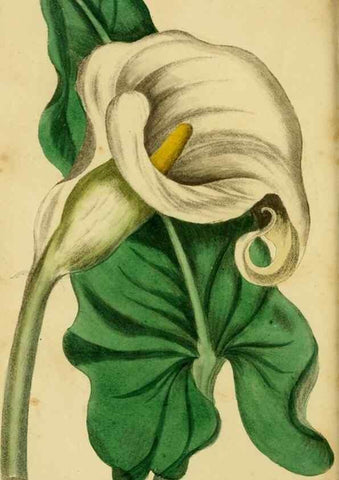 Reproducción/Reproduction 33441739411: Poems on conchology and botany :. Bristol :Simpkin & Marshall ... ;1831.