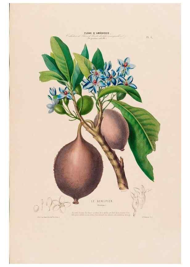 Reproducción/Reproduction 34656803486: Flore d'Amérique,. Paris,Gihaut[1843-1846]
