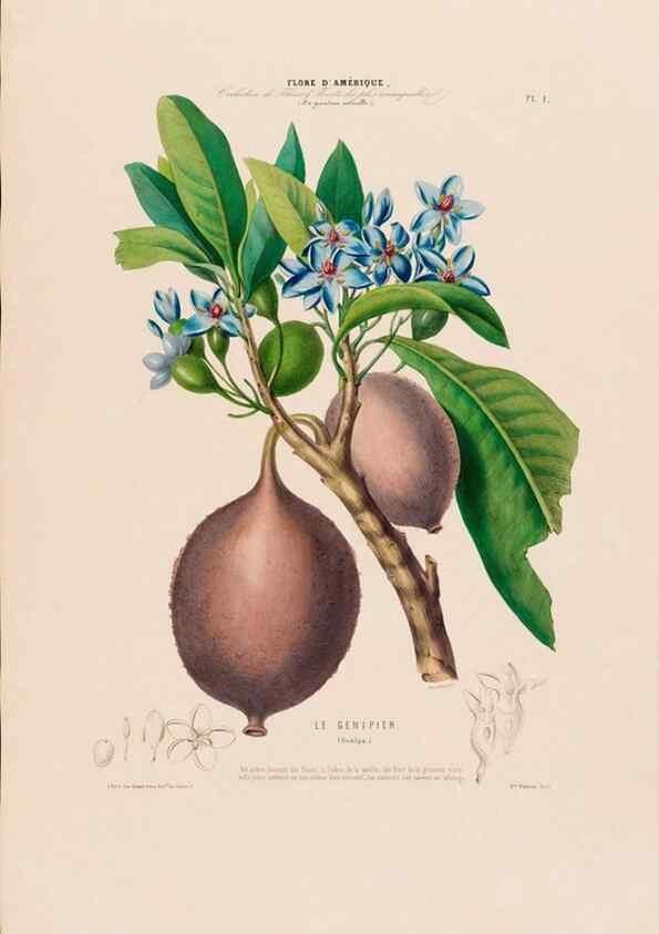 Reproducción/Reproduction 34656803486: Flore d'Amérique,. Paris,Gihaut[1843-1846]