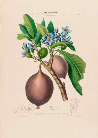 Reproducción/Reproduction 34656803486: Flore d'Amérique,. Paris,Gihaut[1843-1846]
