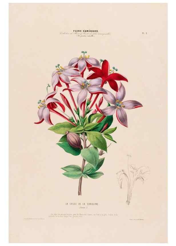 Reproducción/Reproduction 34656806766: Flore d'Amérique,. Paris,Gihaut[1843-1846]