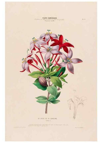 Reproducción/Reproduction 34656806766: Flore d'Amérique,. Paris,Gihaut[1843-1846]