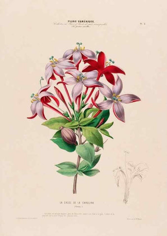 Reproducción/Reproduction 34656806766: Flore d'Amérique,. Paris,Gihaut[1843-1846]