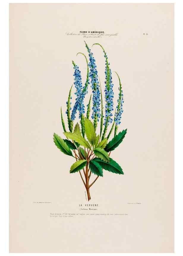 Reproducción/Reproduction 34656809566: Flore d'Amérique,. Paris,Gihaut[1843-1846]