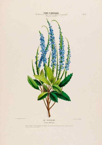Reproducción/Reproduction 34656809566: Flore d'Amérique,. Paris,Gihaut[1843-1846]
