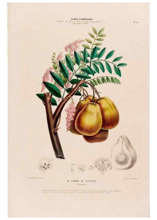Reproducción/Reproduction 34697110815: Flore d'Amérique,. Paris,Gihaut[1843-1846]