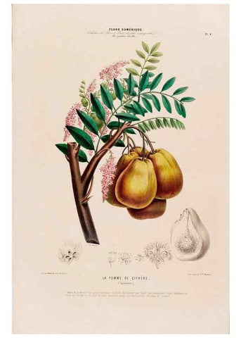 Reproducción/Reproduction 34697110815: Flore d'Amérique,. Paris,Gihaut[1843-1846]