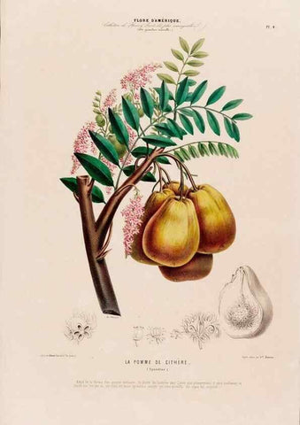 Reproducción/Reproduction 34697110815: Flore d'Amérique,. Paris,Gihaut[1843-1846]