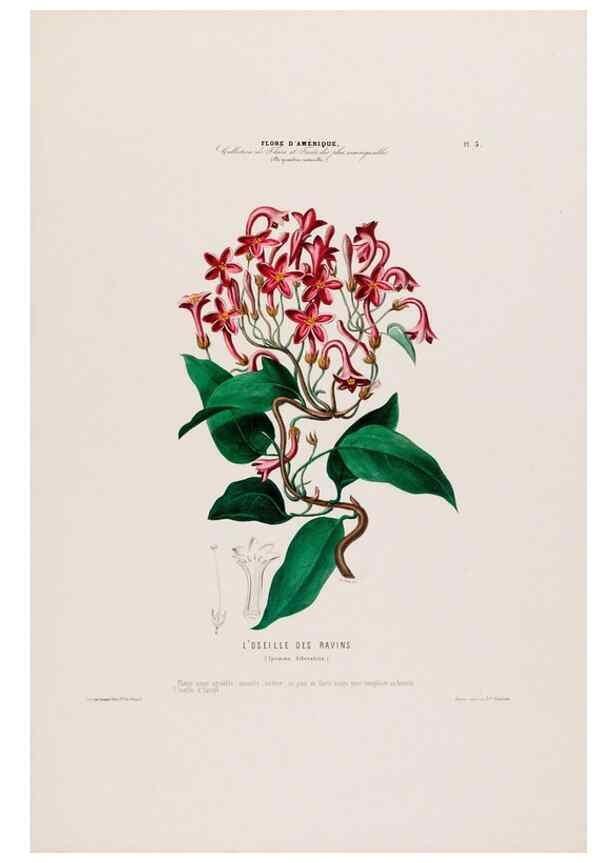Reproducción/Reproduction 34535492112: Flore d'Amérique,. Paris,Gihaut[1843-1846]