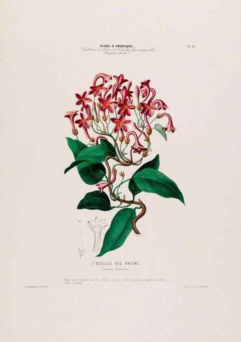 Reproducción/Reproduction 34535492112: Flore d'Amérique,. Paris,Gihaut[1843-1846]