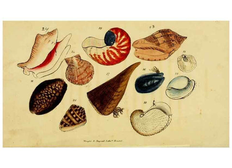 Reproducción/Reproduction 33187381320: Poems on conchology and botany :. Bristol :Simpkin & Marshall ... ;1831.