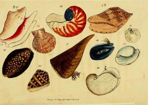Reproducción/Reproduction 33187381320: Poems on conchology and botany :. Bristol :Simpkin & Marshall ... ;1831.