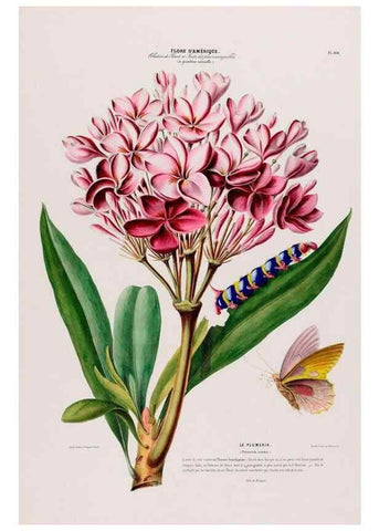 Reproducción/Reproduction 33855147424: Flore d'Amérique,. Paris,Gihaut[1843-1846]