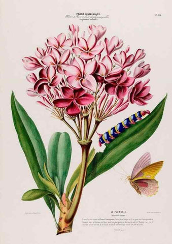 Reproducción/Reproduction 33855147424: Flore d'Amérique,. Paris,Gihaut[1843-1846]