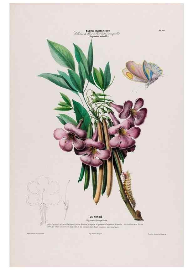 Reproducción/Reproduction 33855150074: Flore d'Amérique,. Paris,Gihaut[1843-1846]